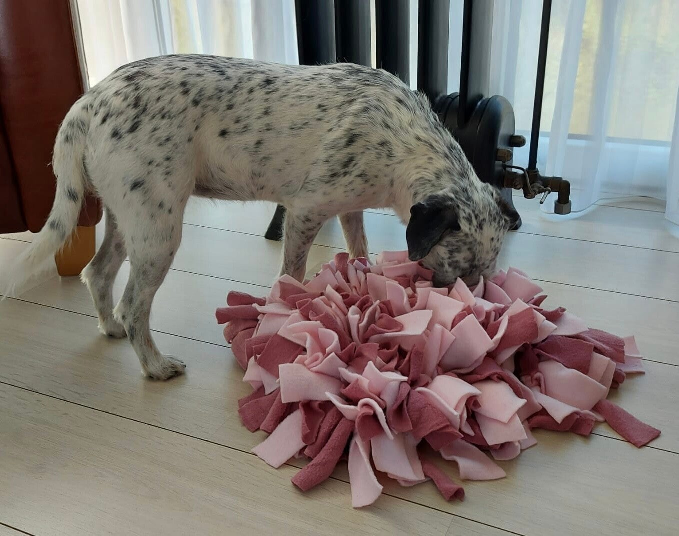 Mijn hond zoekt graag met zijn neus