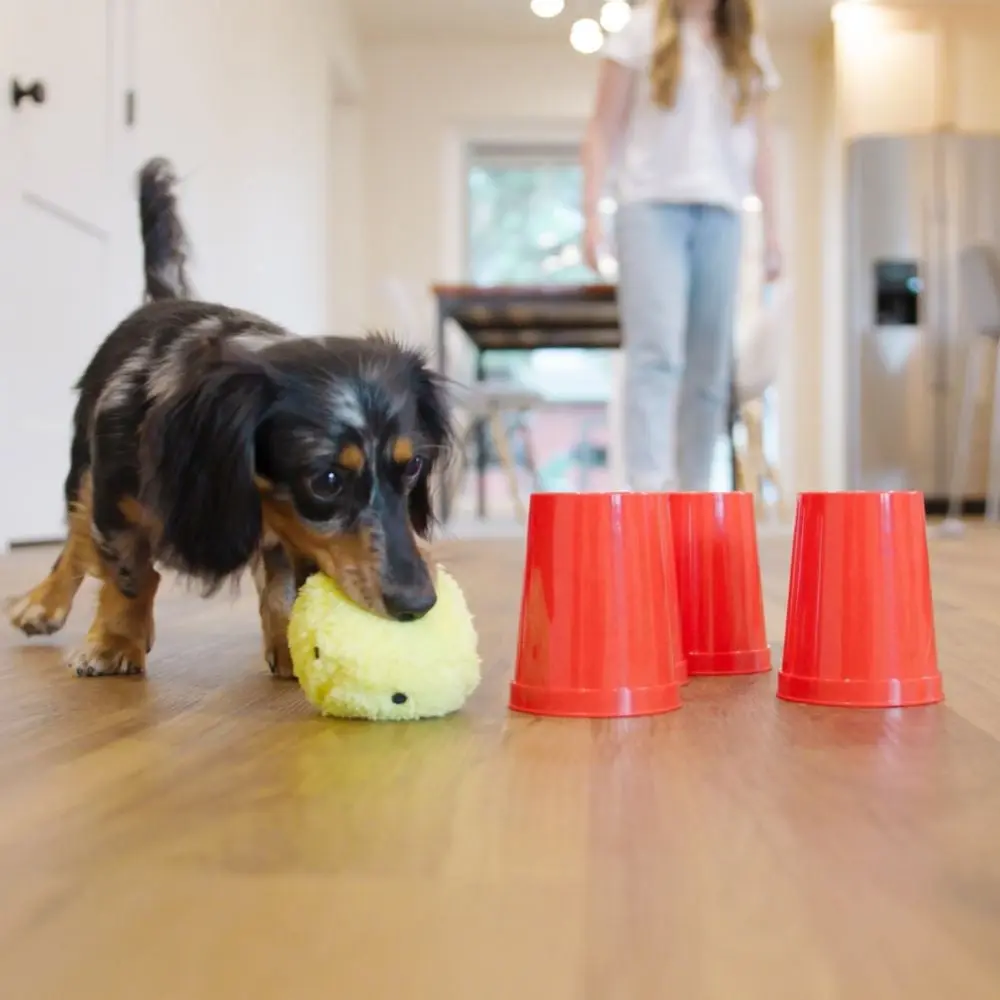 Hond die een zoekspel met bekers speelt