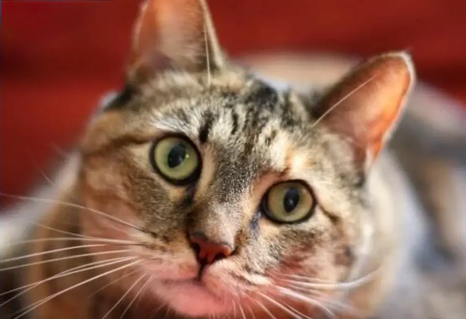 Een kat bij de voerbak